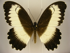 Papilio mechowianus