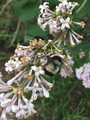 Bombus patagiatus