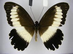 Papilio mechowianus