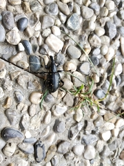 Liparus glabrirostris