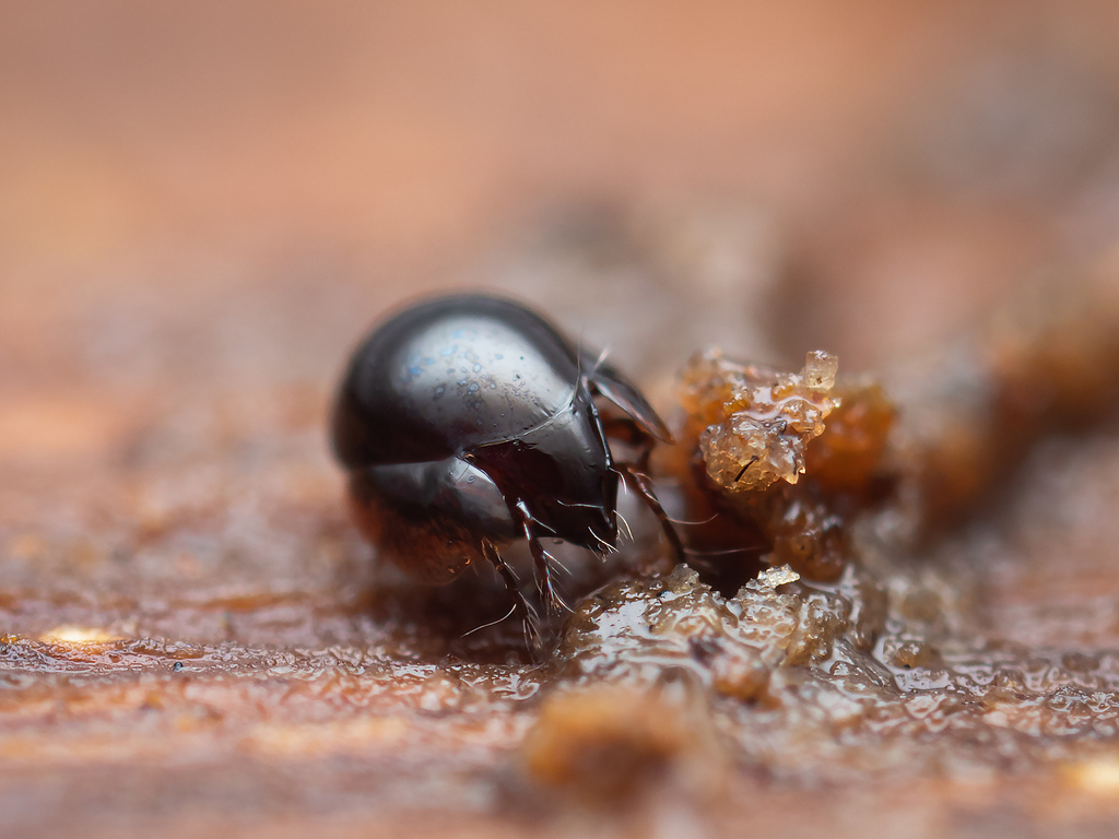 Galumnidae