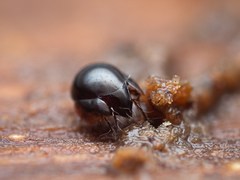 Galumnidae