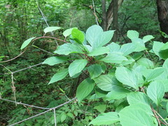 Schisandra chinensis