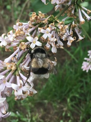 Bombus patagiatus