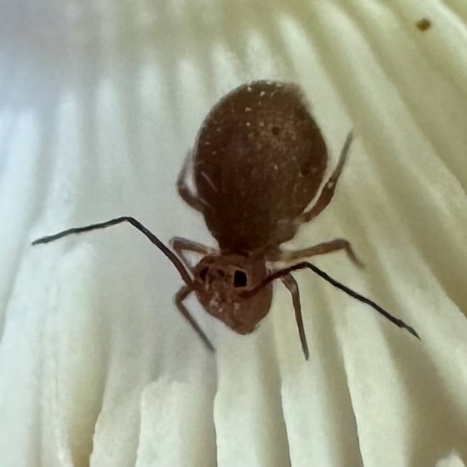 Ptenothrix unicolor