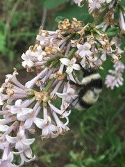 Bombus patagiatus