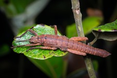 Canachus alligator
