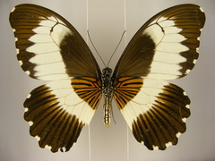 Papilio mechowianus