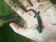 Desmognathus fuscus