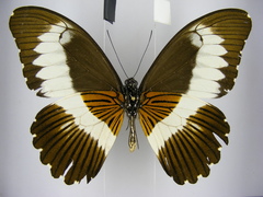 Papilio mechowianus