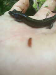 Desmognathus fuscus