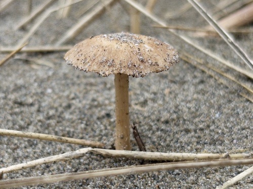 Beach Brittlestem