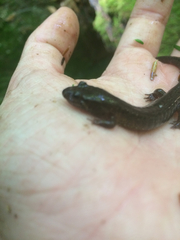 Desmognathus fuscus