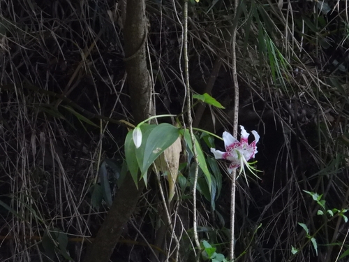 Lilium speciosum, photograph 5