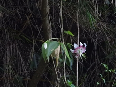 Lilium speciosum, photograph 許慶棠Ray, CC BY, iNaturalist via GBIF