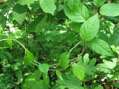Schisandra chinensis
