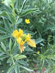 Thermopsis lanceolata