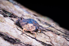 Hyperyboella orphania