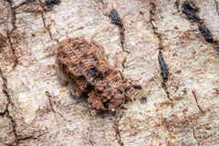 Zopheridae