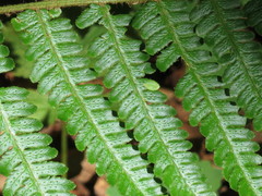 Dryopteris crassirhizoma