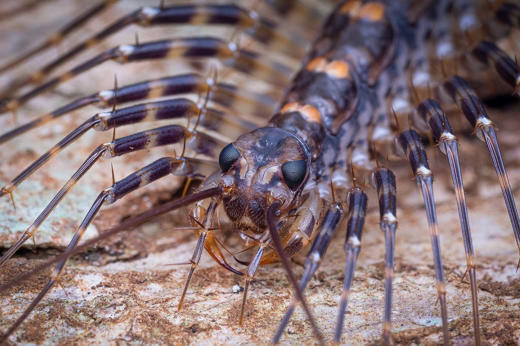 Typical House Centipedes