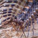 Scutigeridae - Photo (c) Damien Brouste, some rights reserved (CC BY-NC), uploaded by Damien Brouste