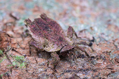 Eurymorphopus bolivariensis