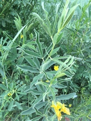 Thermopsis lanceolata