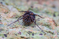 Zalmoxidae