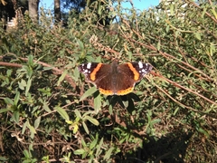 Vanessa atalanta