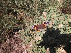 Vanessa atalanta