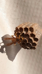 Mischocyttarus cerberus