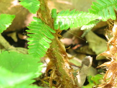 Dryopteris crassirhizoma