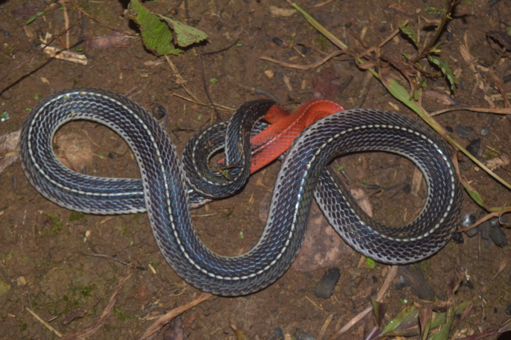 Red-headed Krait (Bungarus flaviceps) - Snakes and Lizards