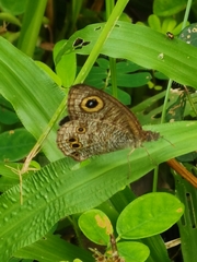 Ypthima baldus newboldi