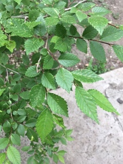 Ulmus pumila