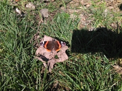 Vanessa atalanta