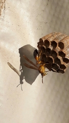 Mischocyttarus cerberus