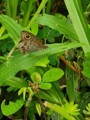 Ypthima baldus newboldi