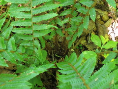 Dryopteris crassirhizoma
