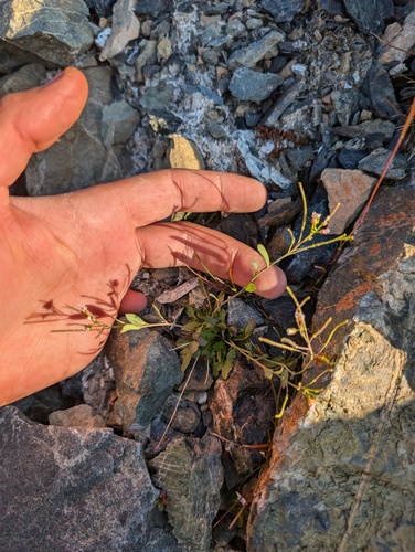 Arabidopsis kamchatica iNat (2)