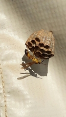 Mischocyttarus cerberus