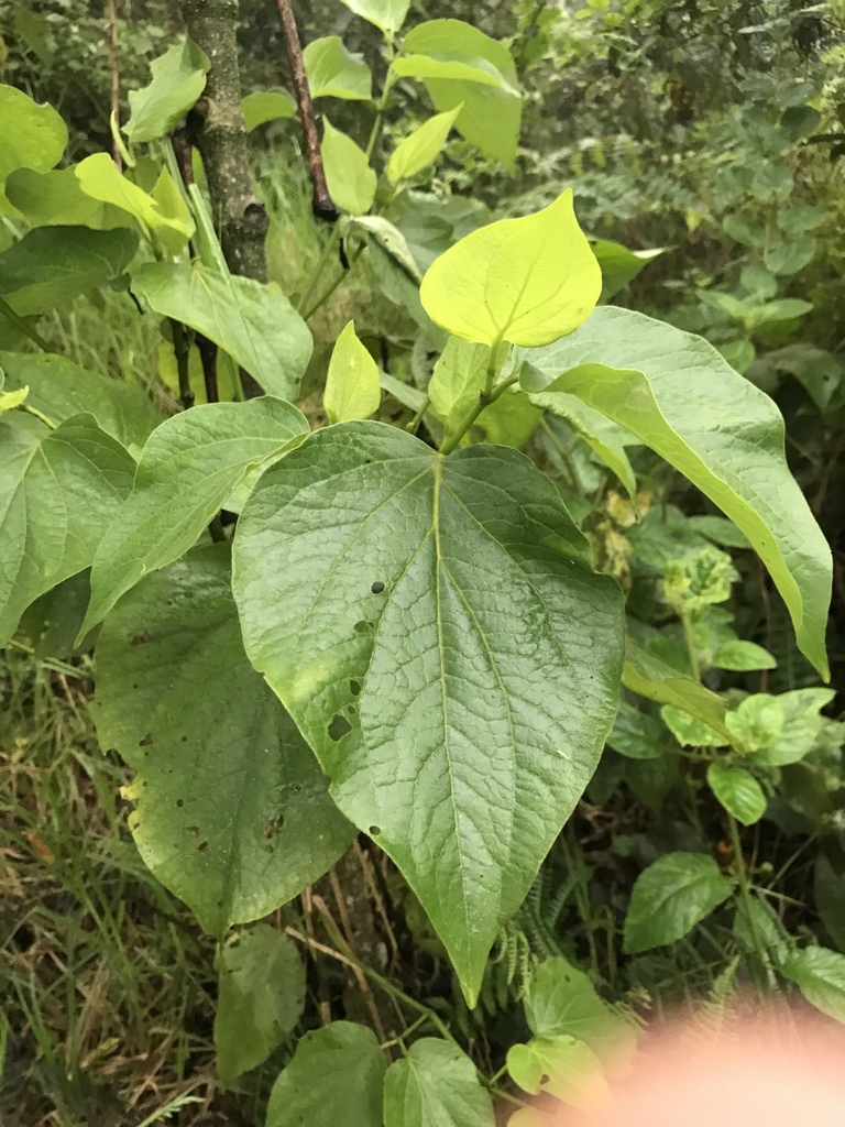 Piper melastomoides