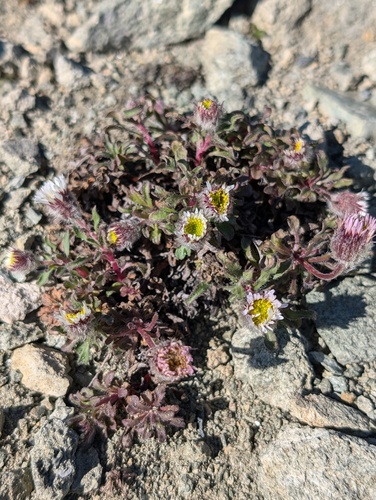 Pale Fleabane (Erigeron pallens)