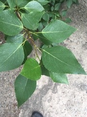 Populus