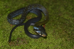 Coelognathus flavolineatus