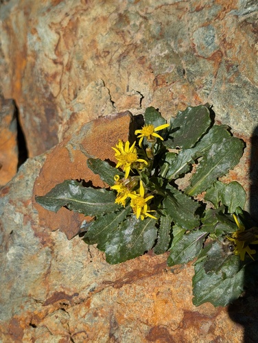 Elmer's Ragwort (Senecio elmeri)