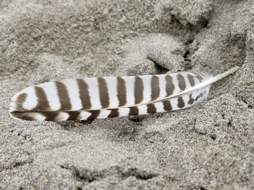 Plume de Courlis cendré