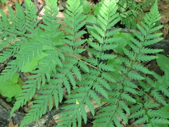 Dryopteris goeringiana