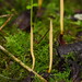 Clavulinopsis simplex - Photo (c) Reiner Richter, some rights reserved (CC BY-NC-SA), uploaded by Reiner Richter